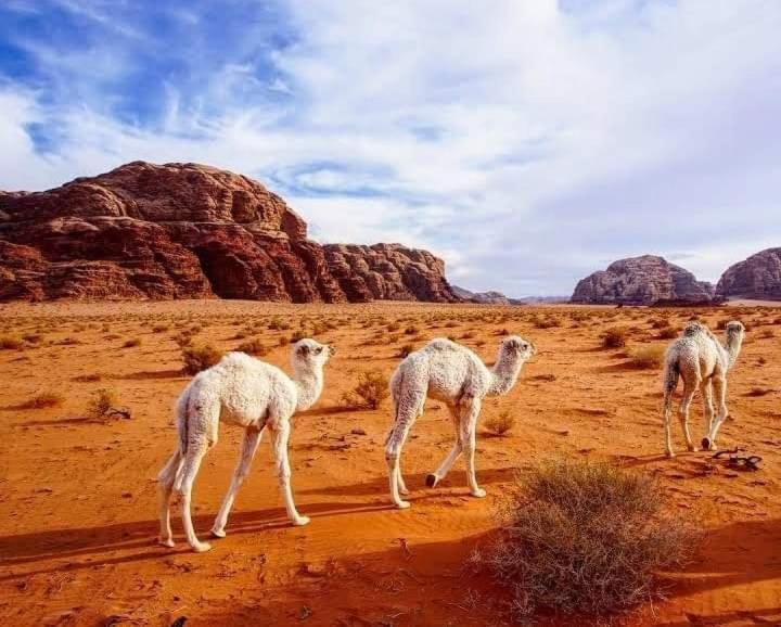 Enad Desert Camp Вади-Рам Экстерьер фото